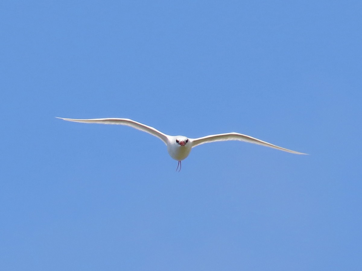 Red-tailed Tropicbird - ML620767104