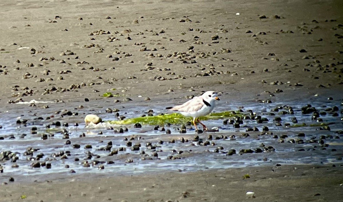 Piping Plover - Molly Herrmann