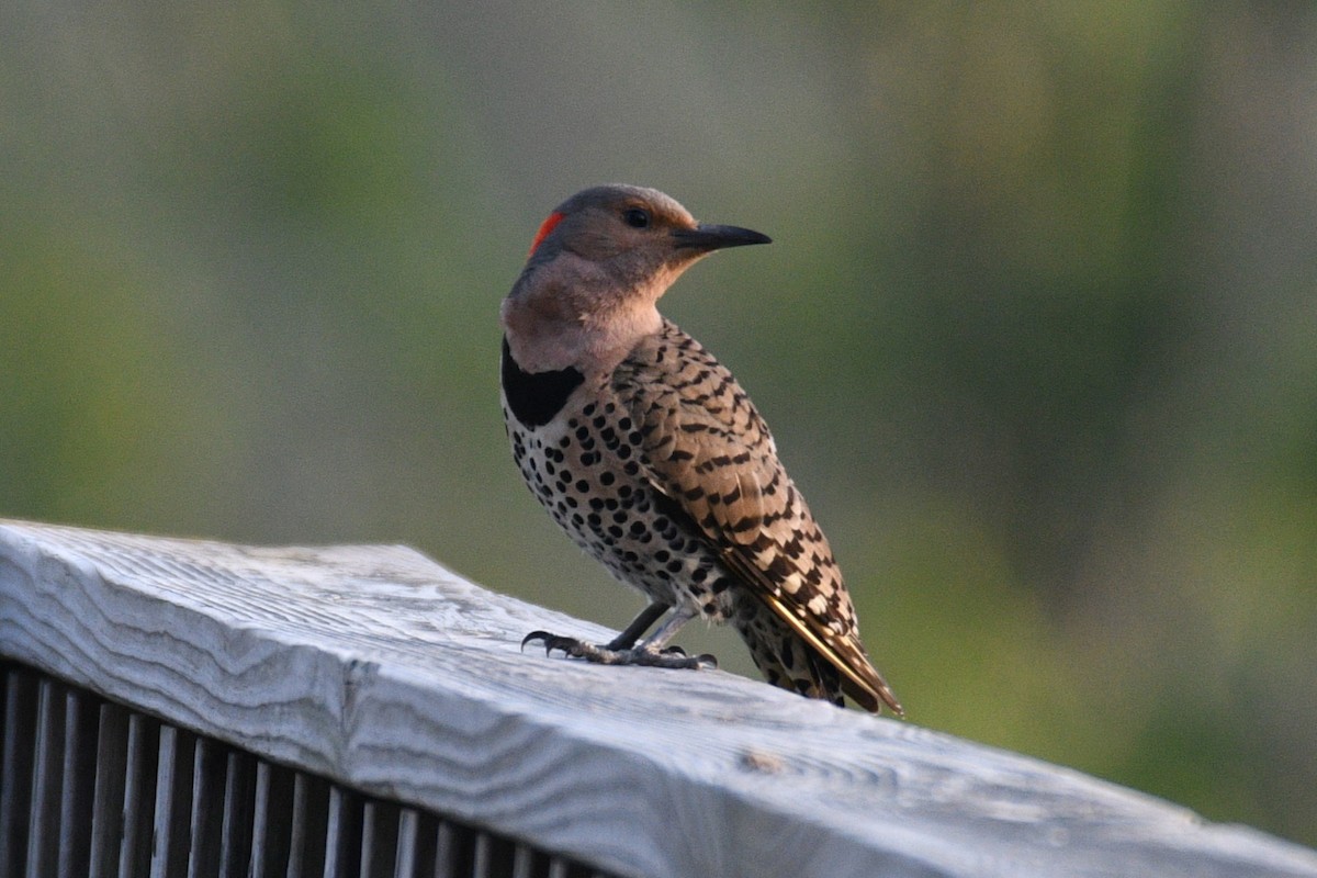 Northern Flicker - Kevin Roback