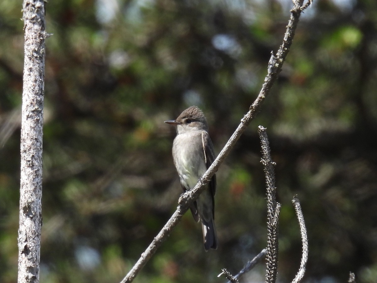 Western Wood-Pewee - ML620767115