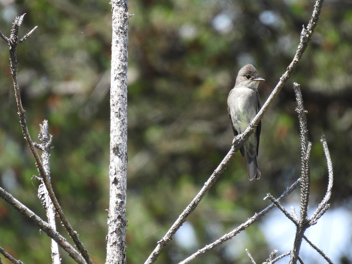 Western Wood-Pewee - ML620767116