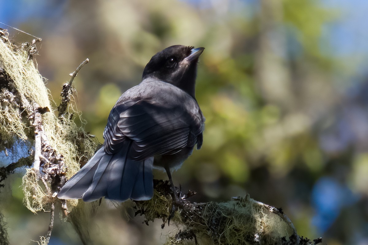 Canada Jay - ML620767117