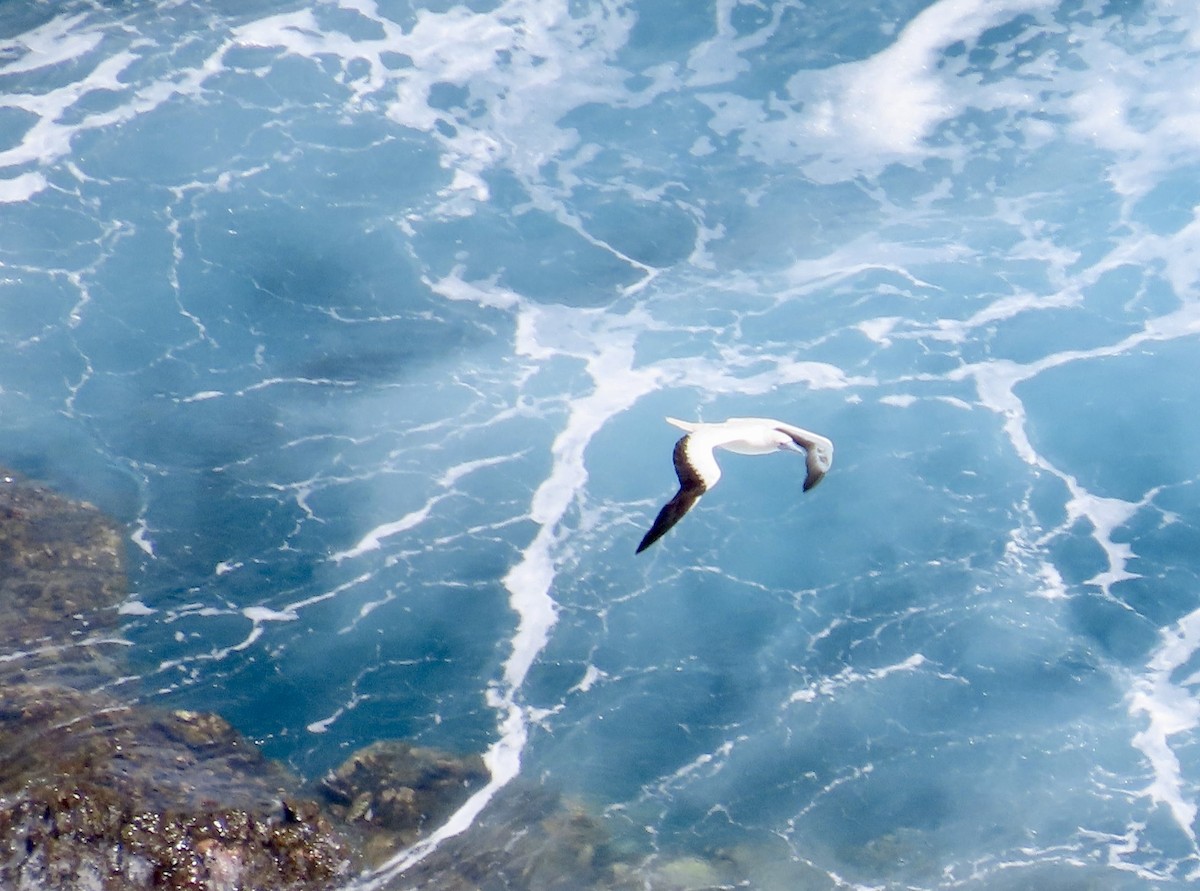 Red-footed Booby - ML620767118