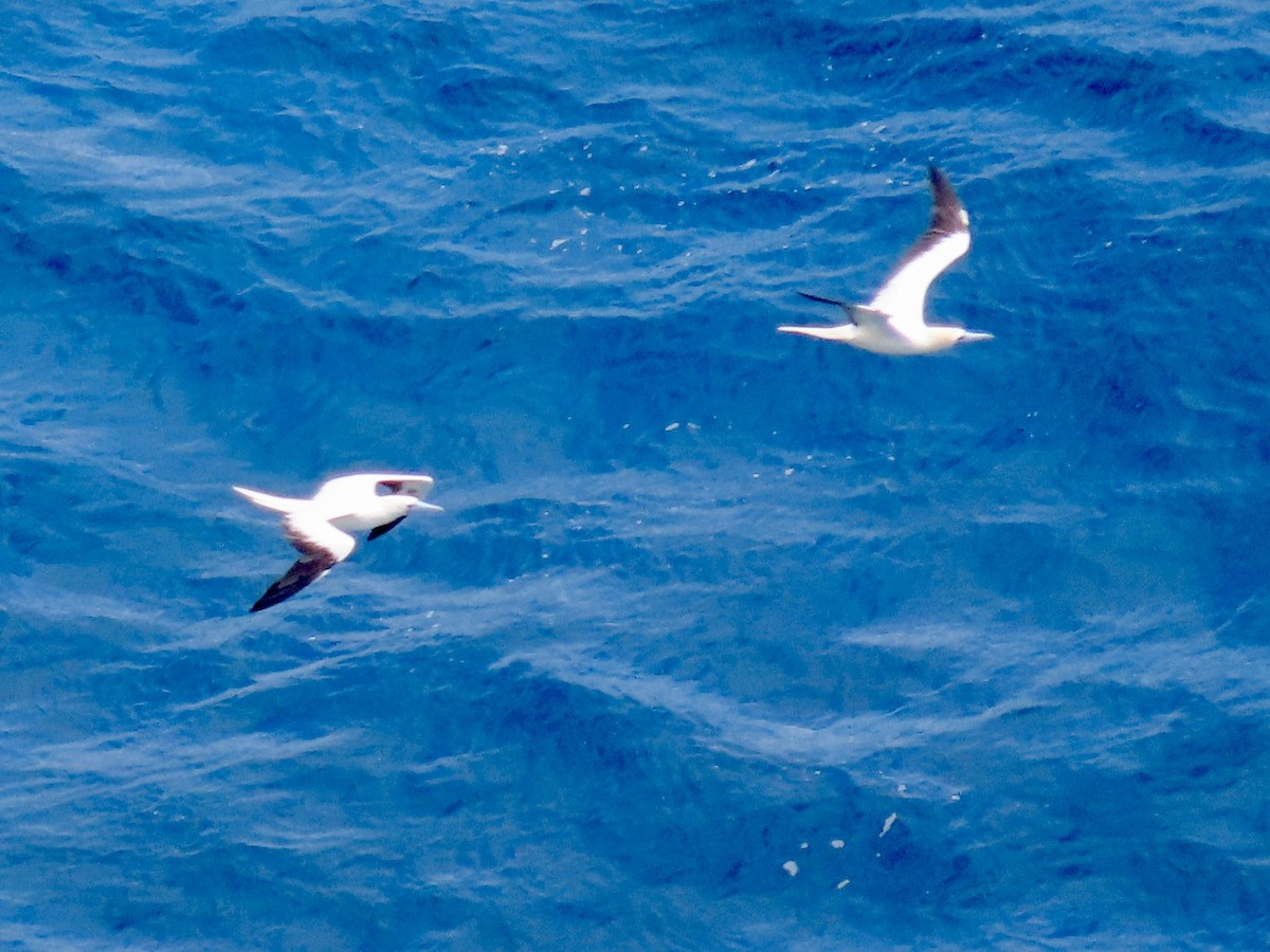 Red-footed Booby - ML620767119