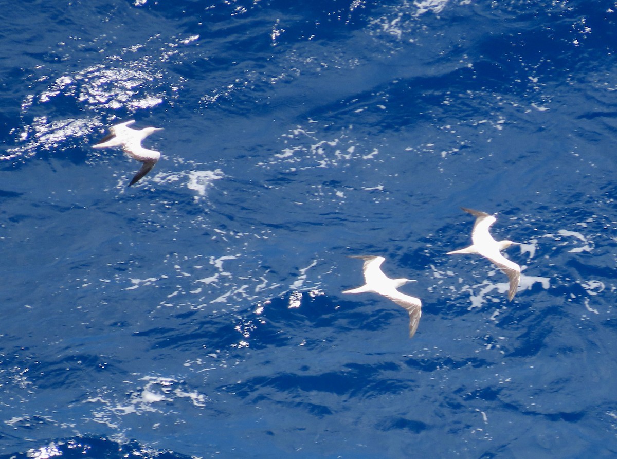 Red-footed Booby - ML620767120