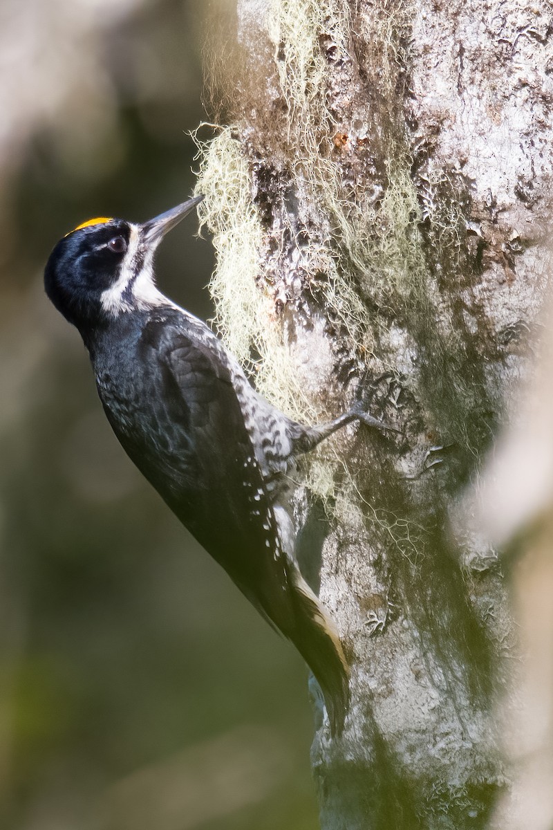 Black-backed Woodpecker - ML620767121
