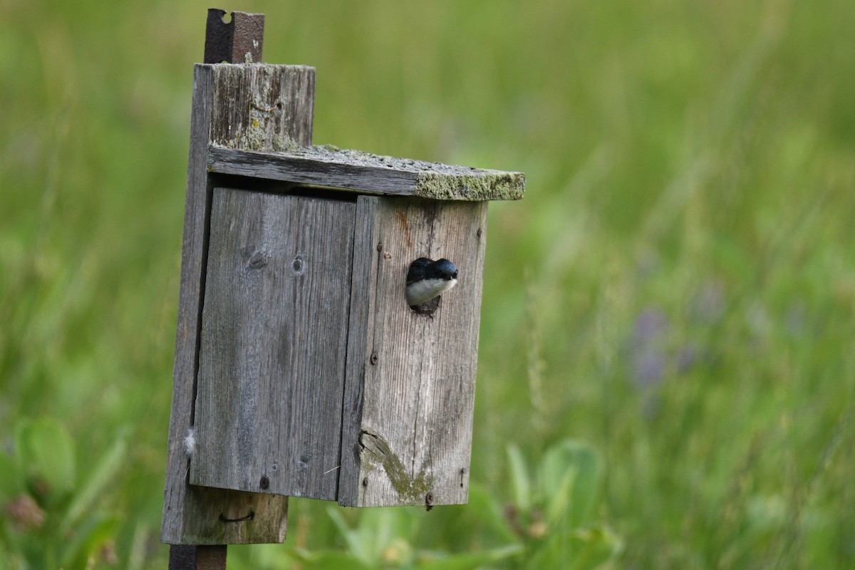 Tree Swallow - ML620767122