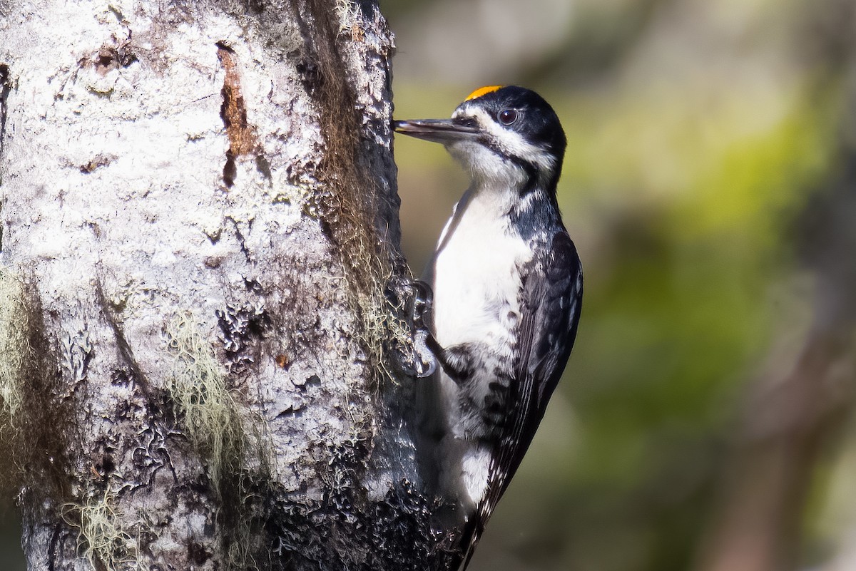 Black-backed Woodpecker - ML620767125