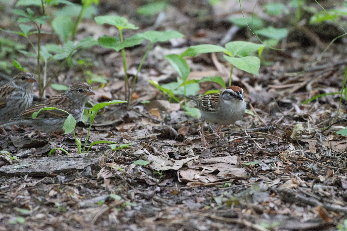 Chipping Sparrow - Helen M