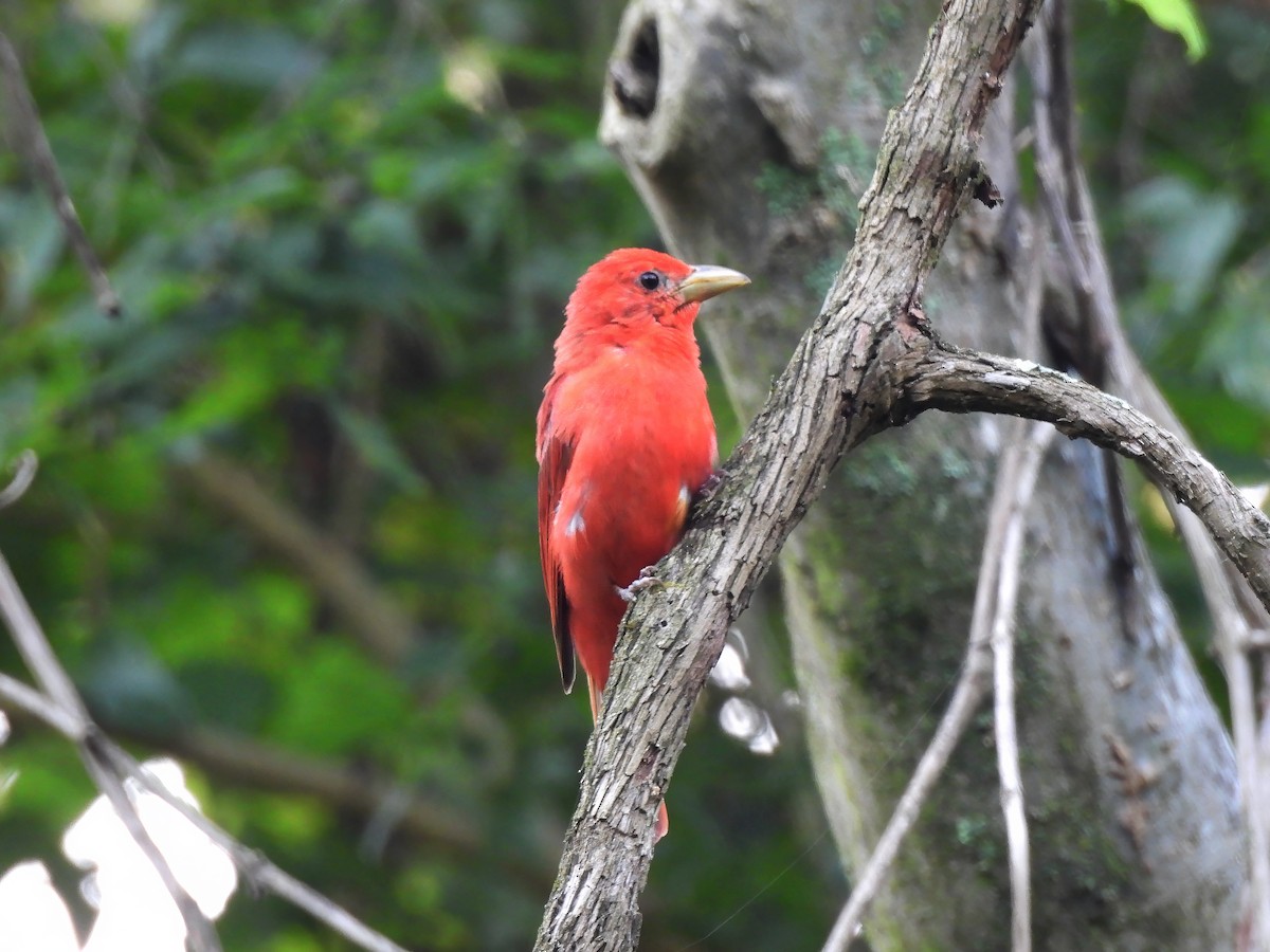 Summer Tanager - ML620767129