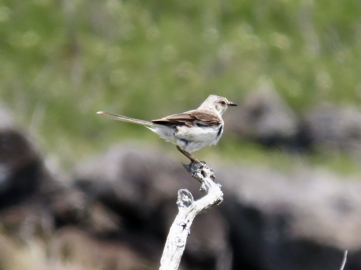 Northern Mockingbird - ML620767131