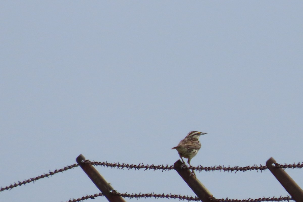 Eastern Meadowlark - Catherine Boisseau