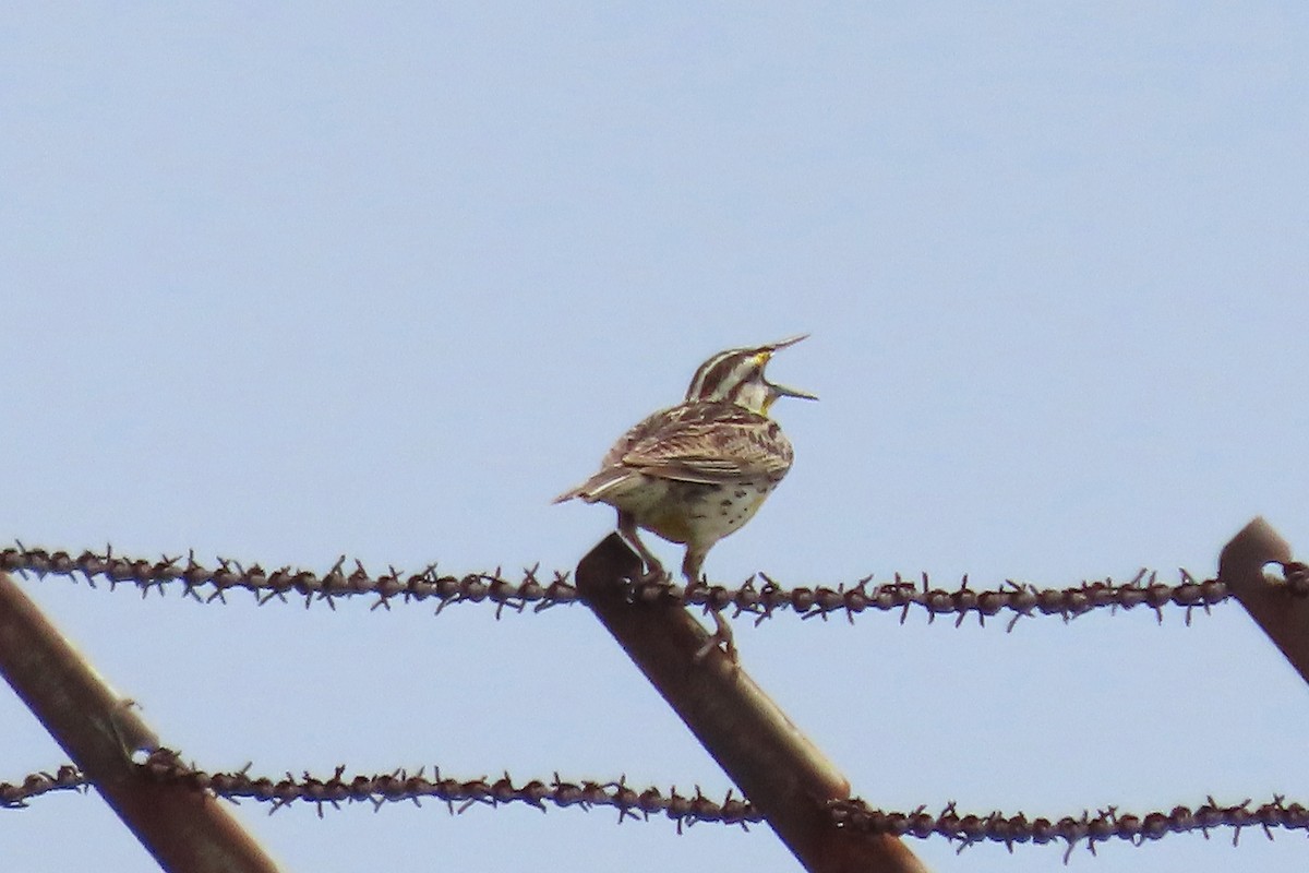 Eastern Meadowlark - Catherine Boisseau