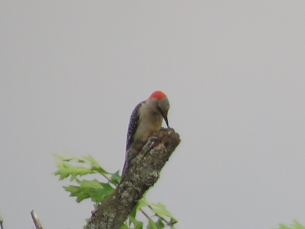 Red-bellied Woodpecker - ML620767137