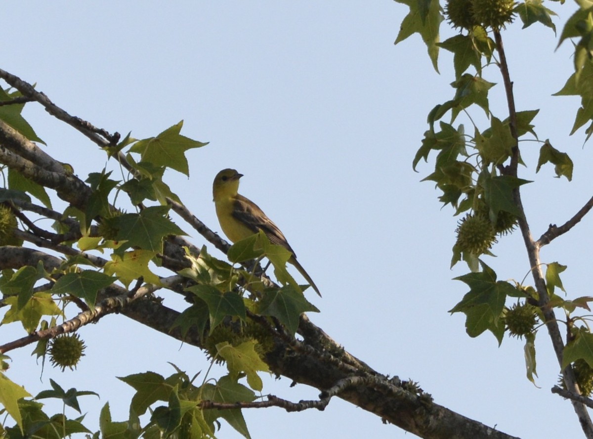 Orchard Oriole - ML620767138