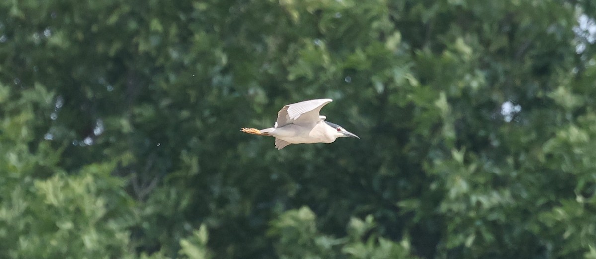 Black-crowned Night Heron - ML620767139