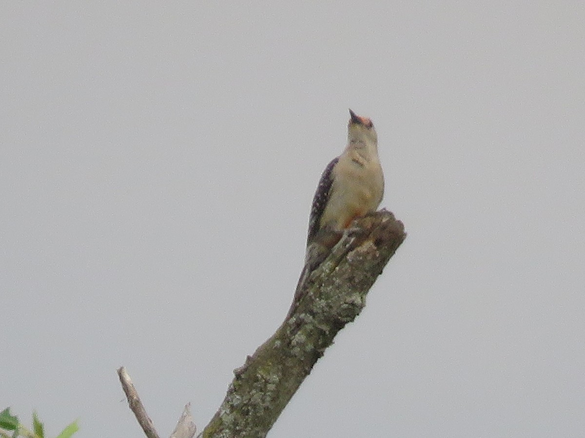 Red-bellied Woodpecker - ML620767141