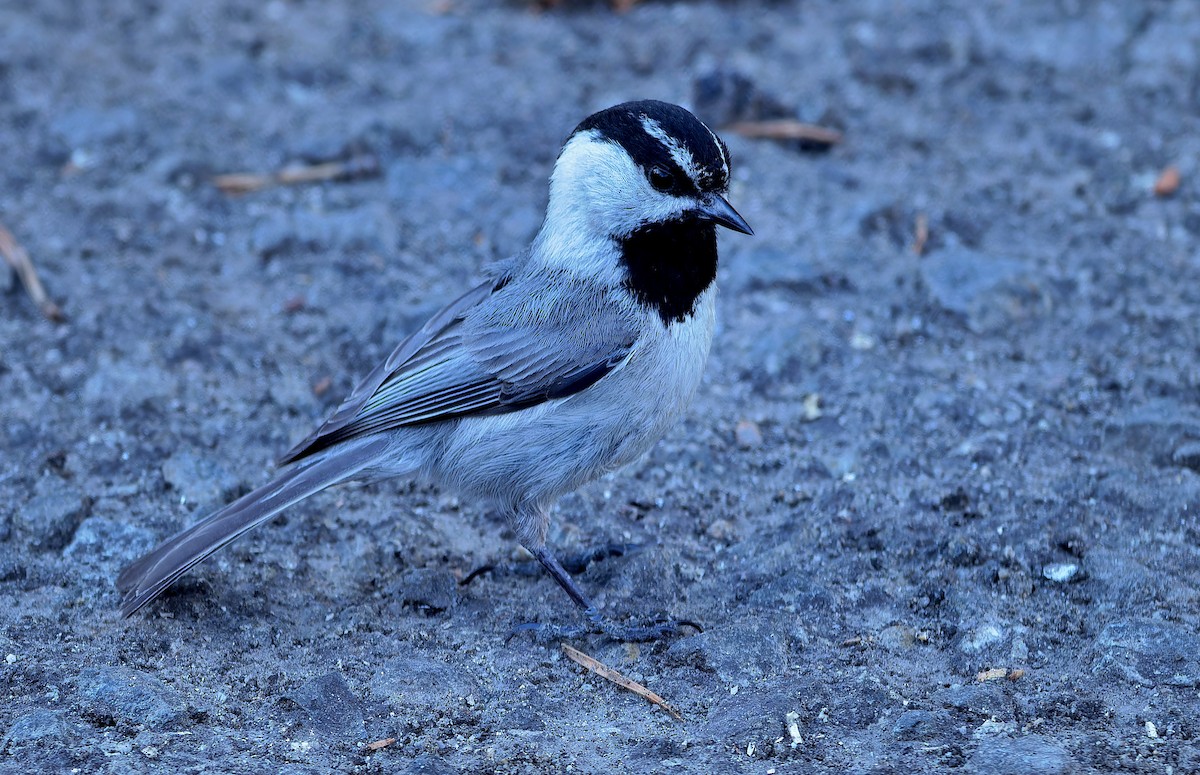 Mountain Chickadee (Pacific) - ML620767142