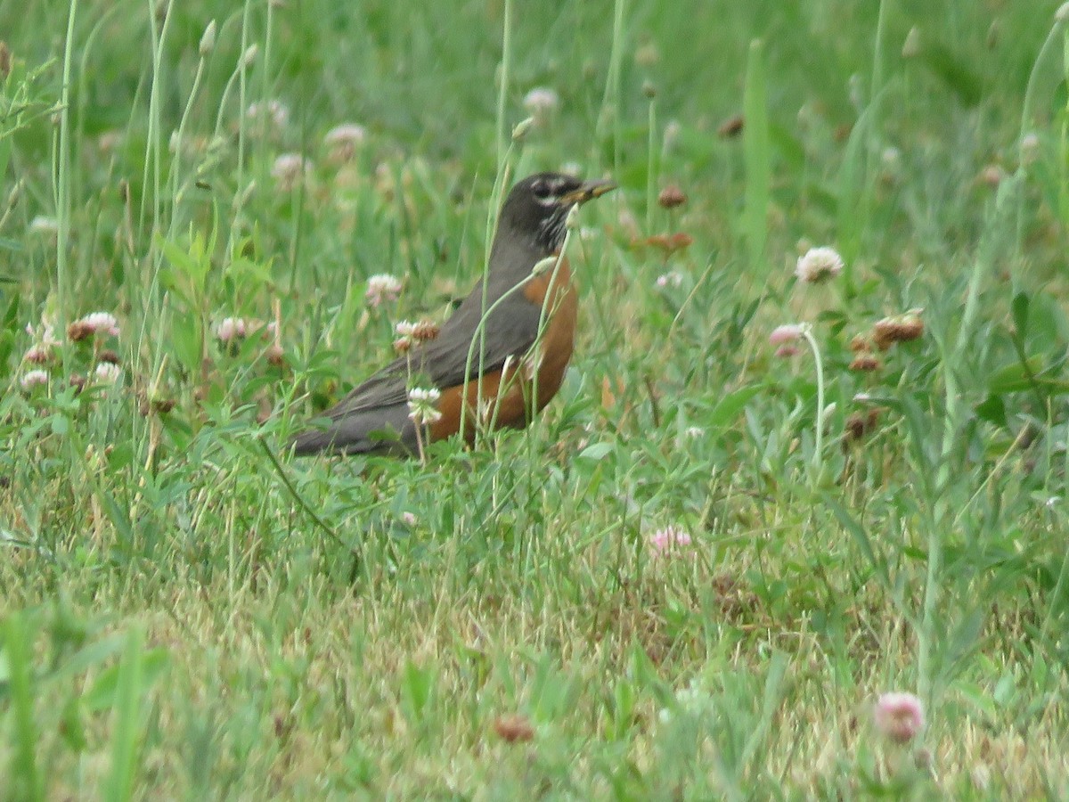 American Robin - ML620767147