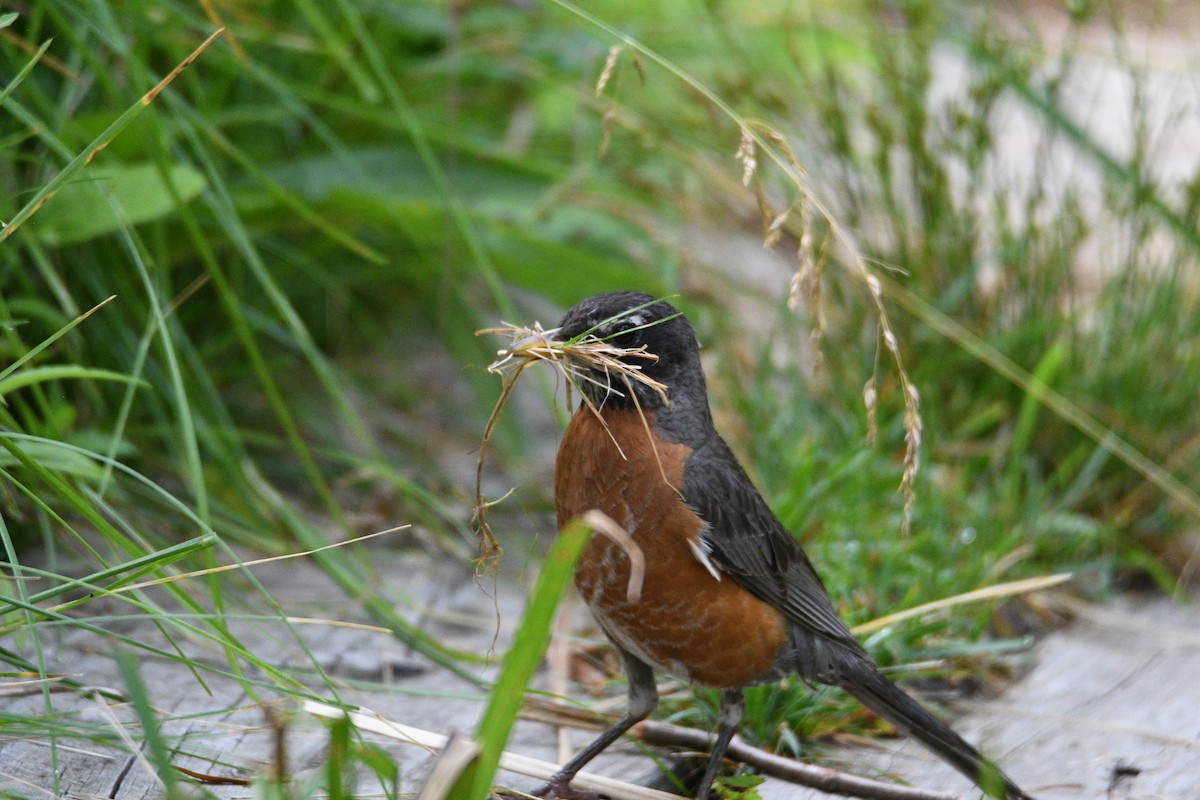 American Robin - ML620767148