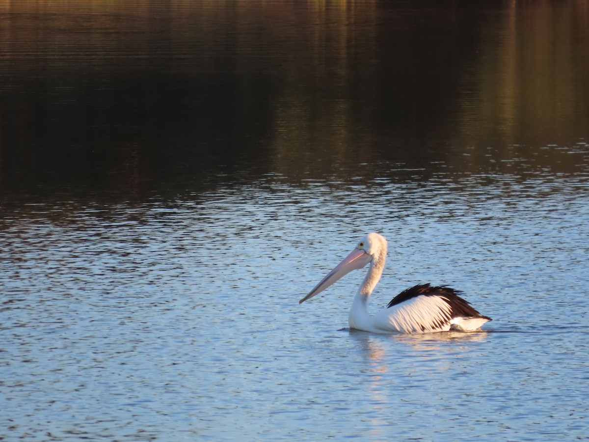 Australian Pelican - ML620767149