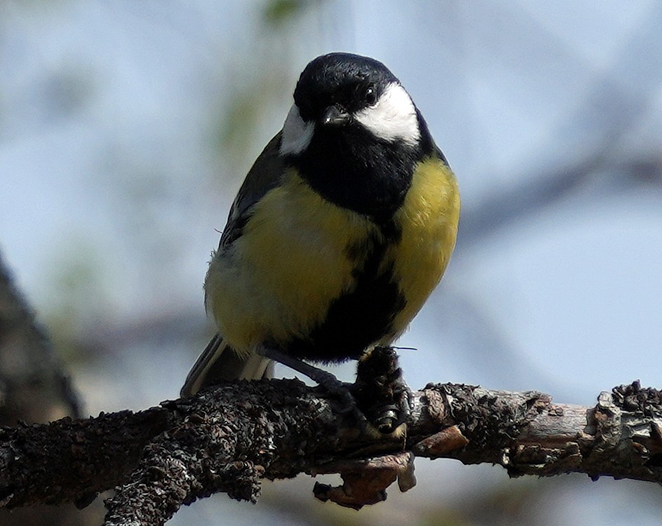 Great Tit (Great) - ML620767152