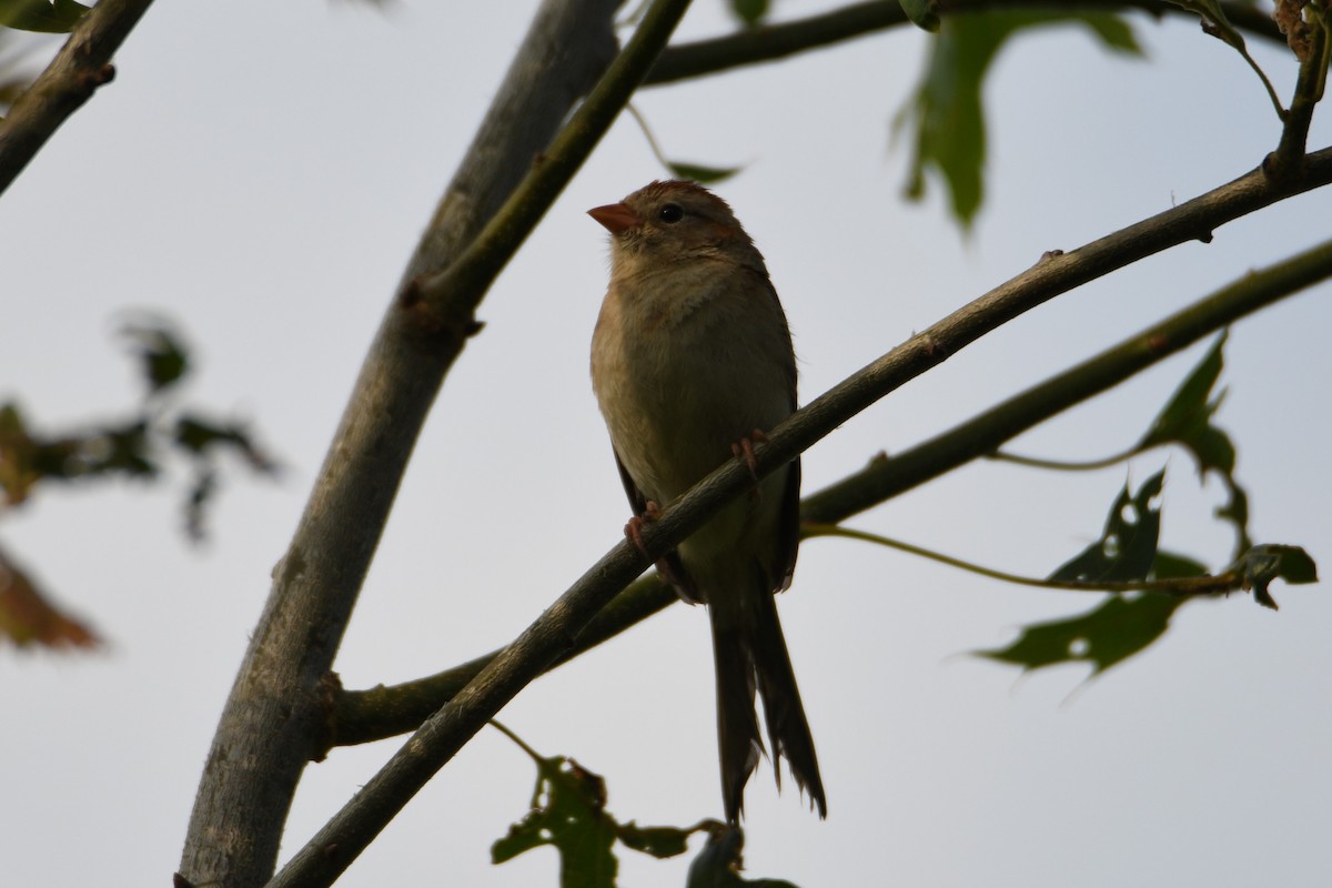 Field Sparrow - ML620767153