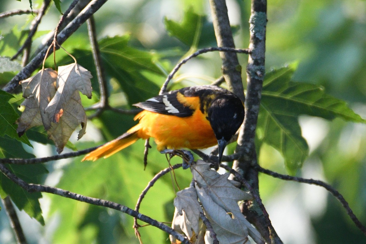 Oriole de Baltimore - ML620767160