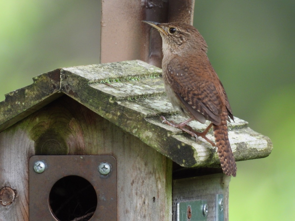 House Wren - ML620767161