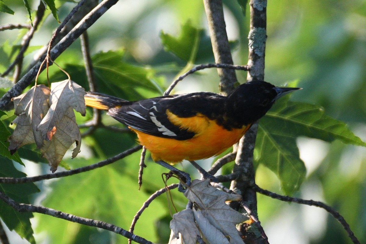 Baltimore Oriole - ML620767163