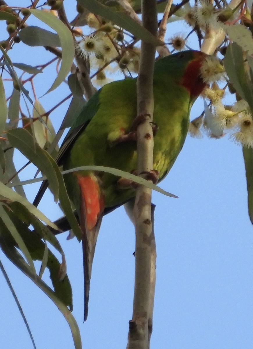 Swift Parrot - ML620767164