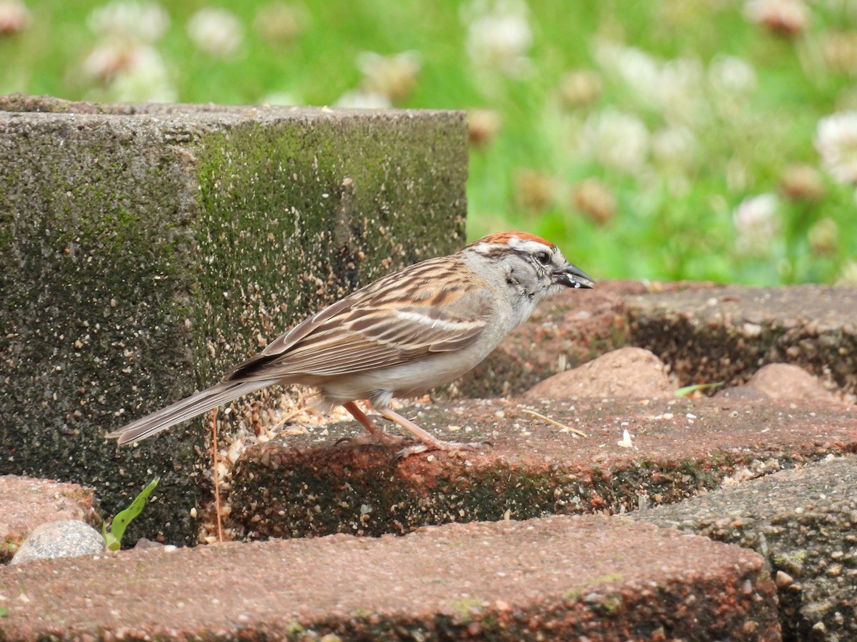 Chipping Sparrow - ML620767174