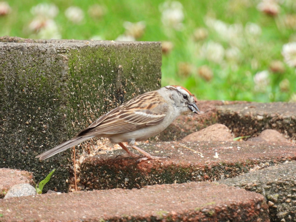 Chipping Sparrow - ML620767175