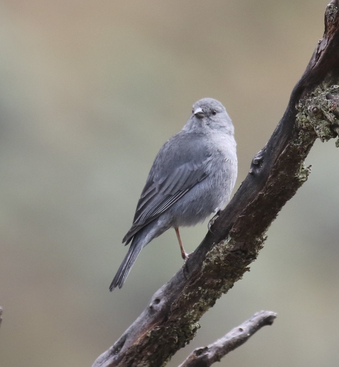 Plumbeous Sierra Finch - ML620767176