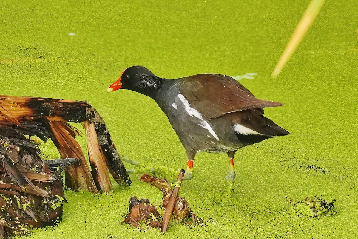 Common Gallinule - ML620767187