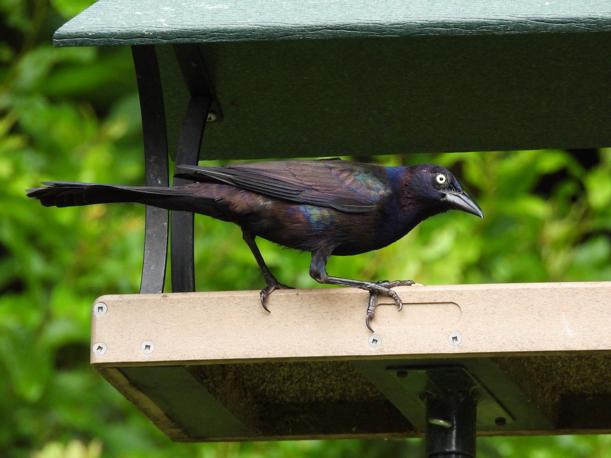 Common Grackle - ML620767189