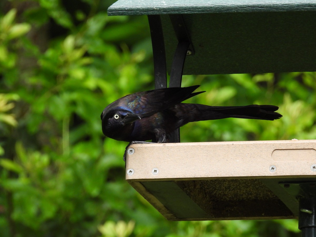 Common Grackle - ML620767190