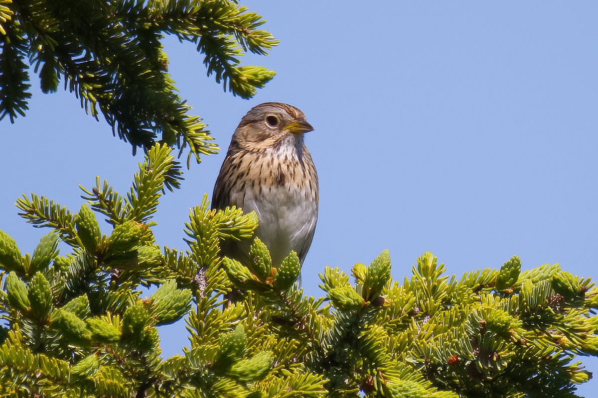 Lincoln's Sparrow - ML620767191