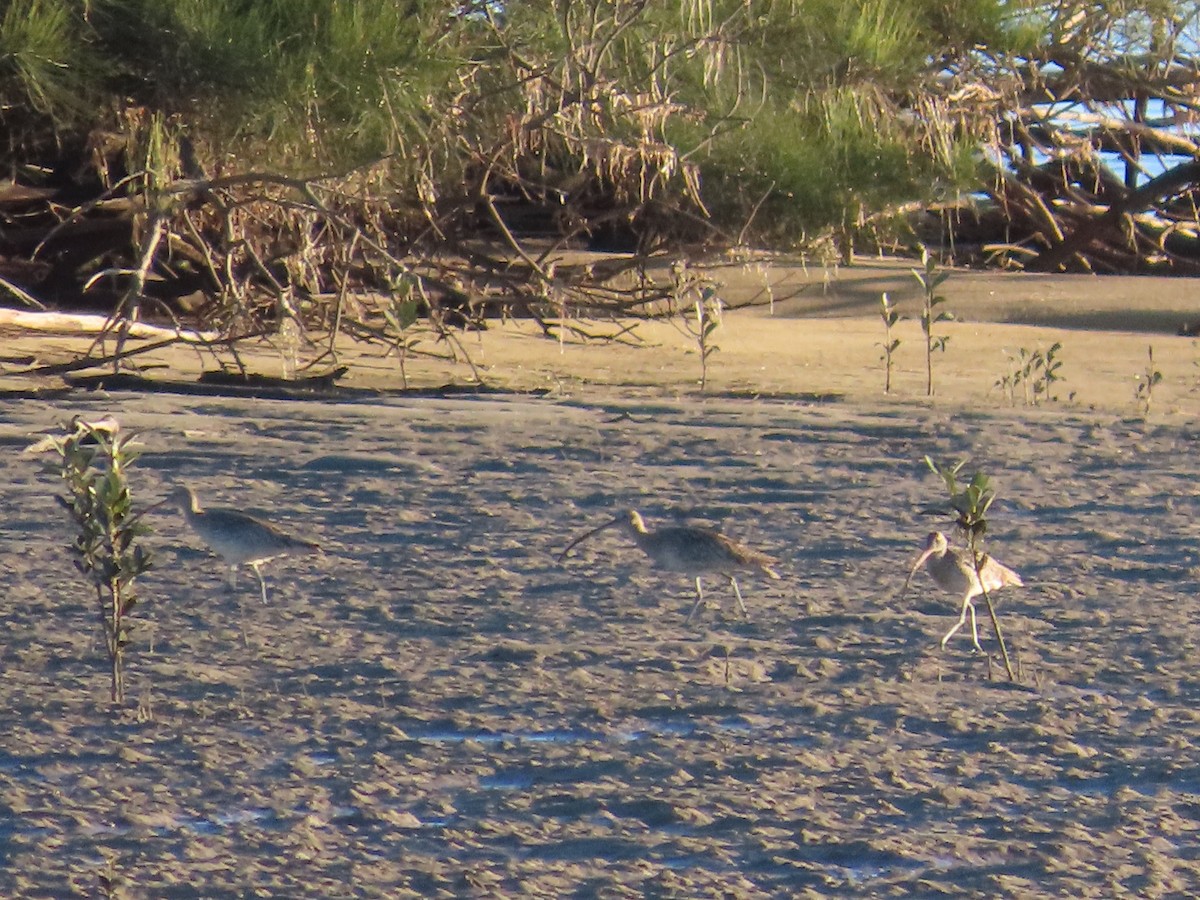 Far Eastern Curlew - ML620767192