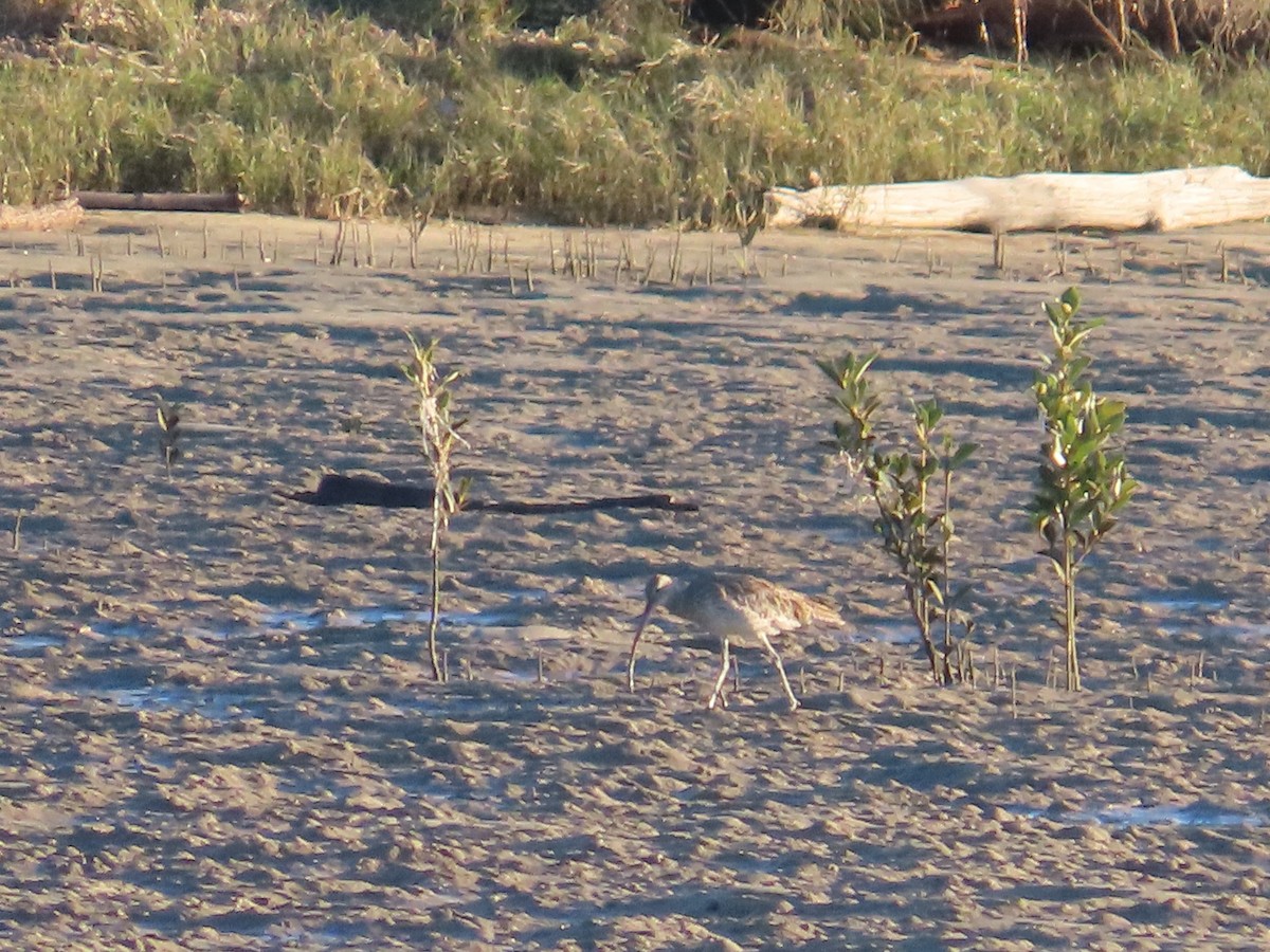 Far Eastern Curlew - ML620767193