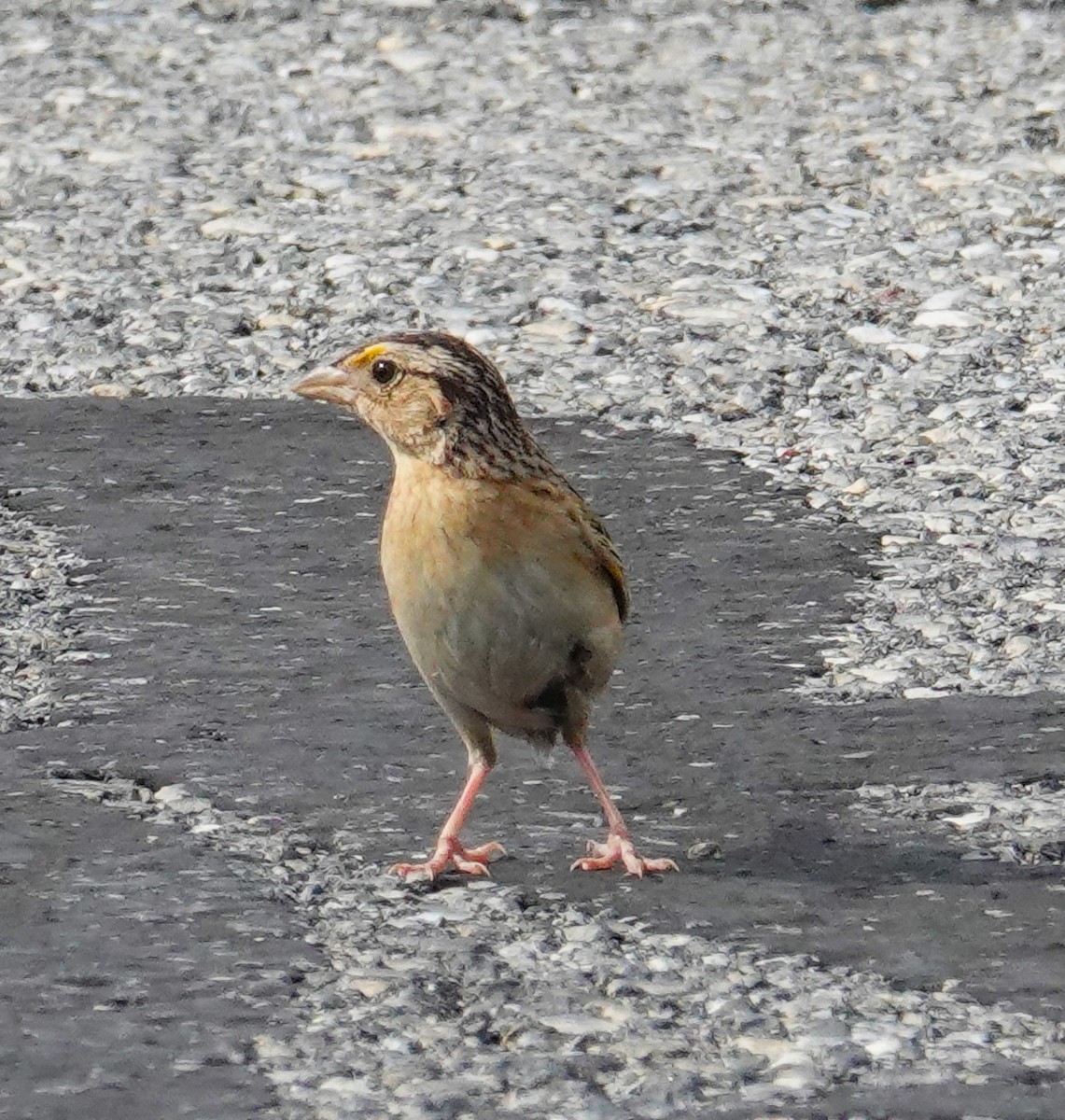 Grasshopper Sparrow - ML620767196