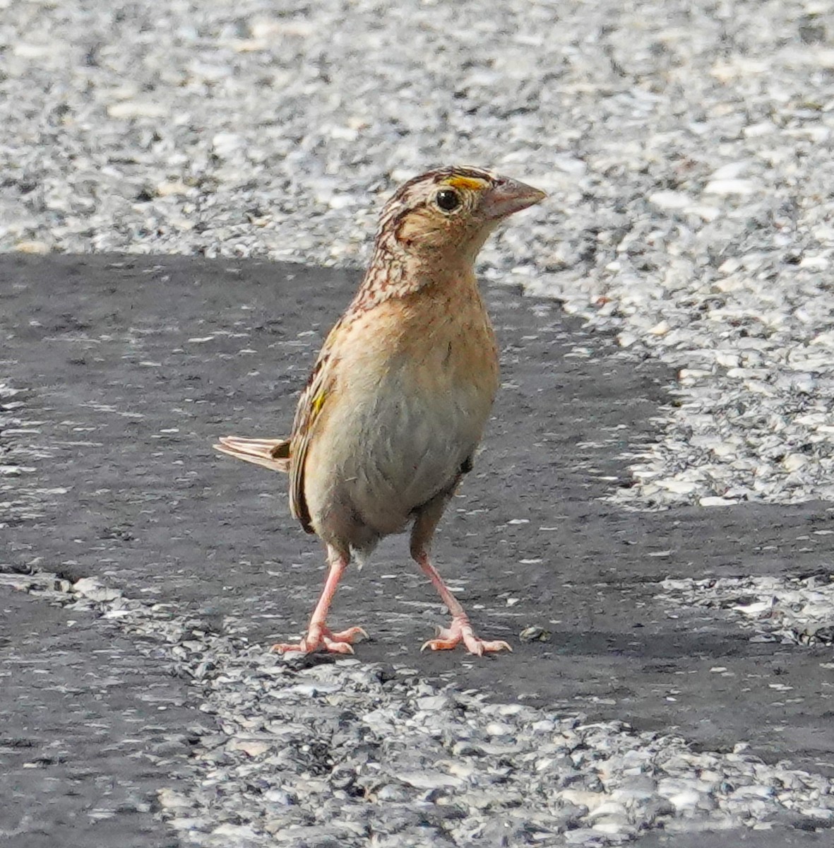 Grasshopper Sparrow - ML620767197