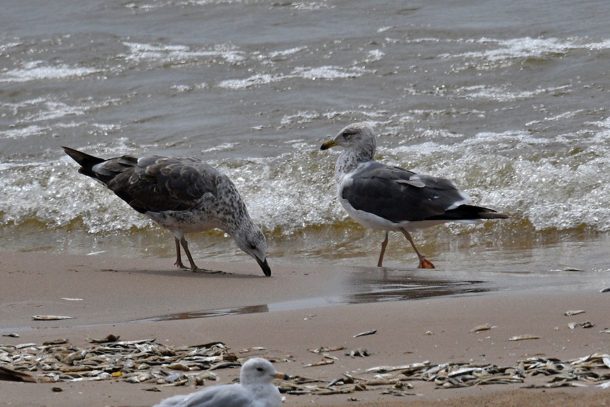 Lesser Black-backed Gull - ML620767199