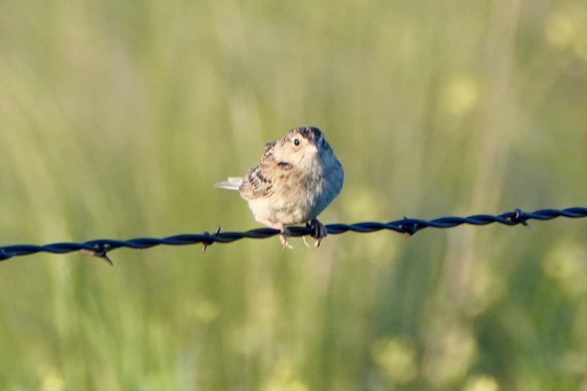 Grasshopper Sparrow - ML620767200