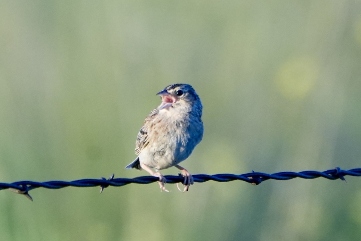 Grasshopper Sparrow - ML620767201