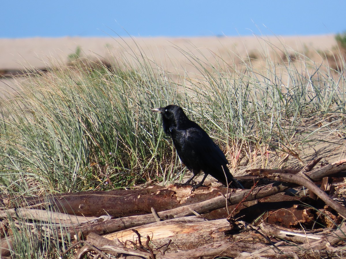 Australian Raven - ML620767202