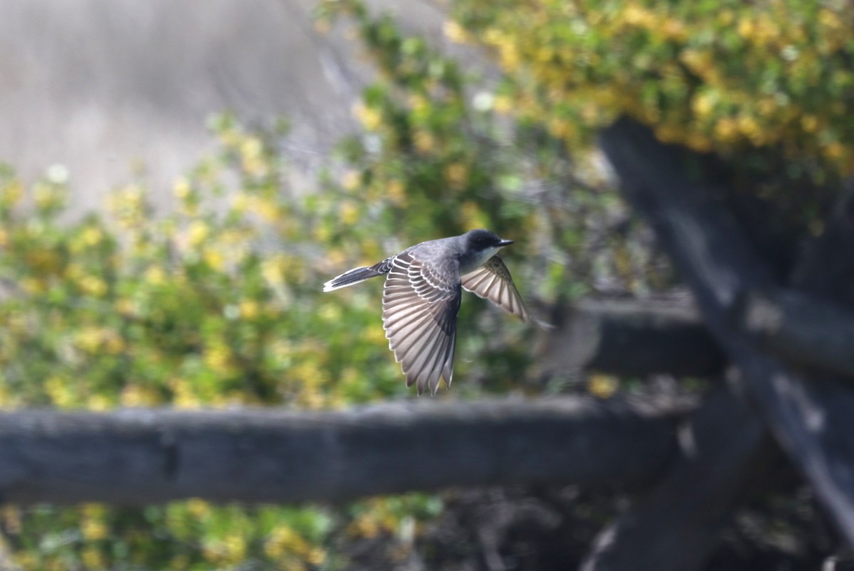 Eastern Kingbird - ML620767203