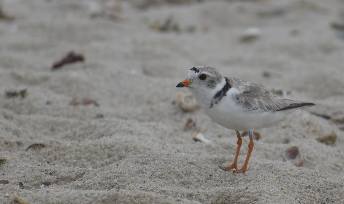 Piping Plover - ML620767206