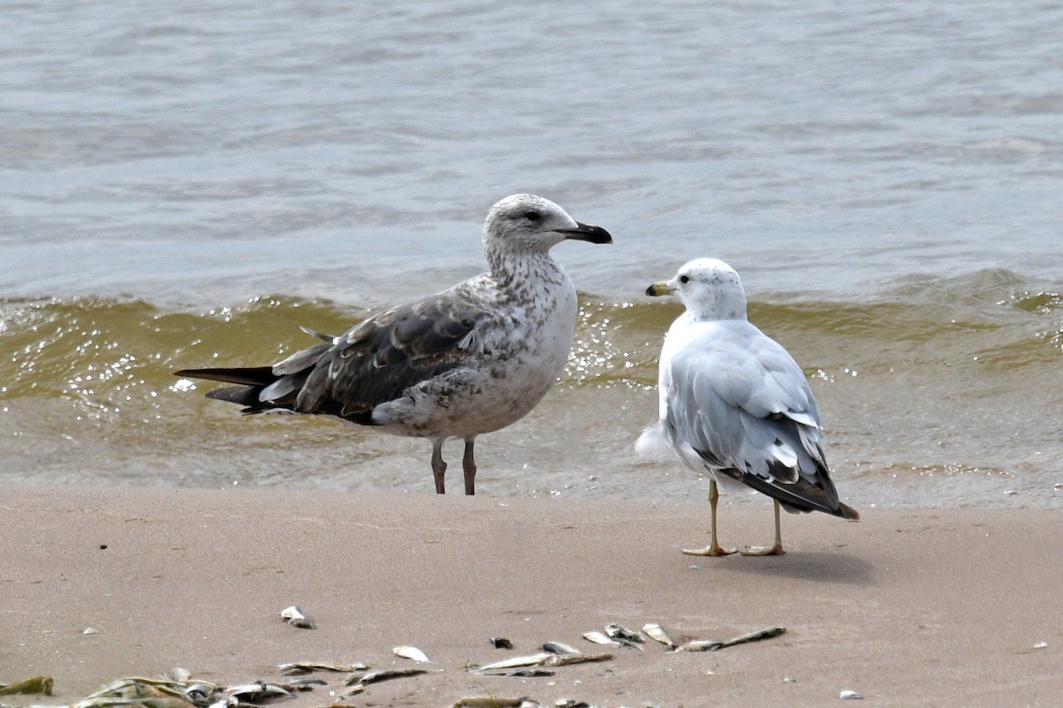 Gaviota Sombría - ML620767208