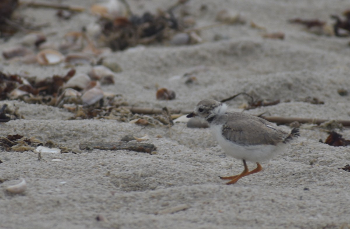 Piping Plover - ML620767209